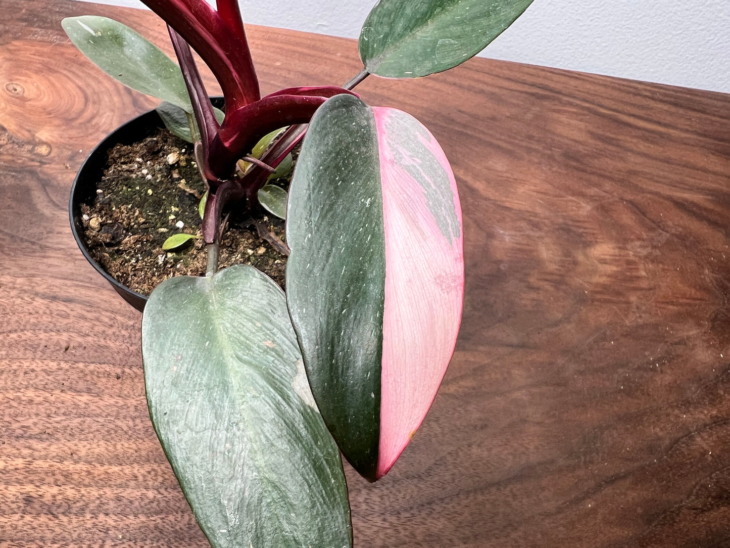 Philodendron-Pink princess 4”