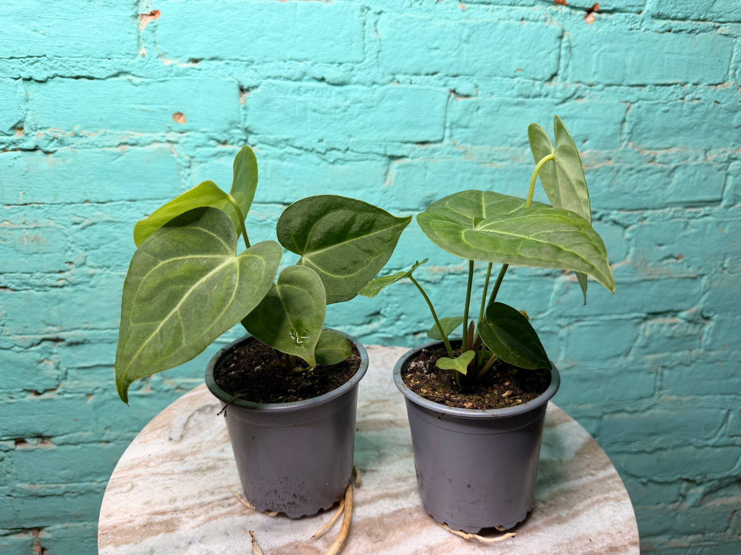 Anthurium Clarinervium 4”