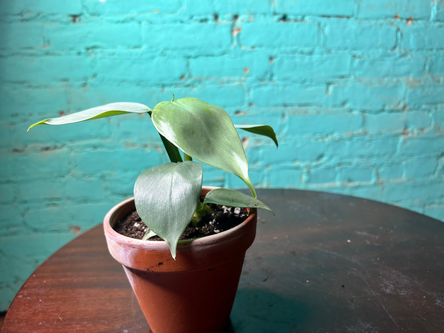 Philodendron Silver Sword 4” Clay