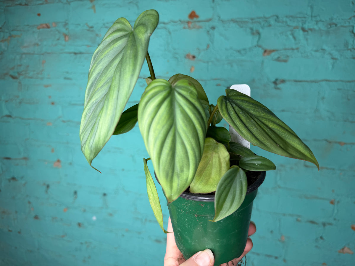 Philodendron Columbia 4”