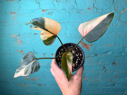 Homalomena ‘Pink Diamond’ 4”