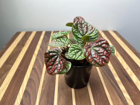 Peperomia Caperata Emerald Ripples