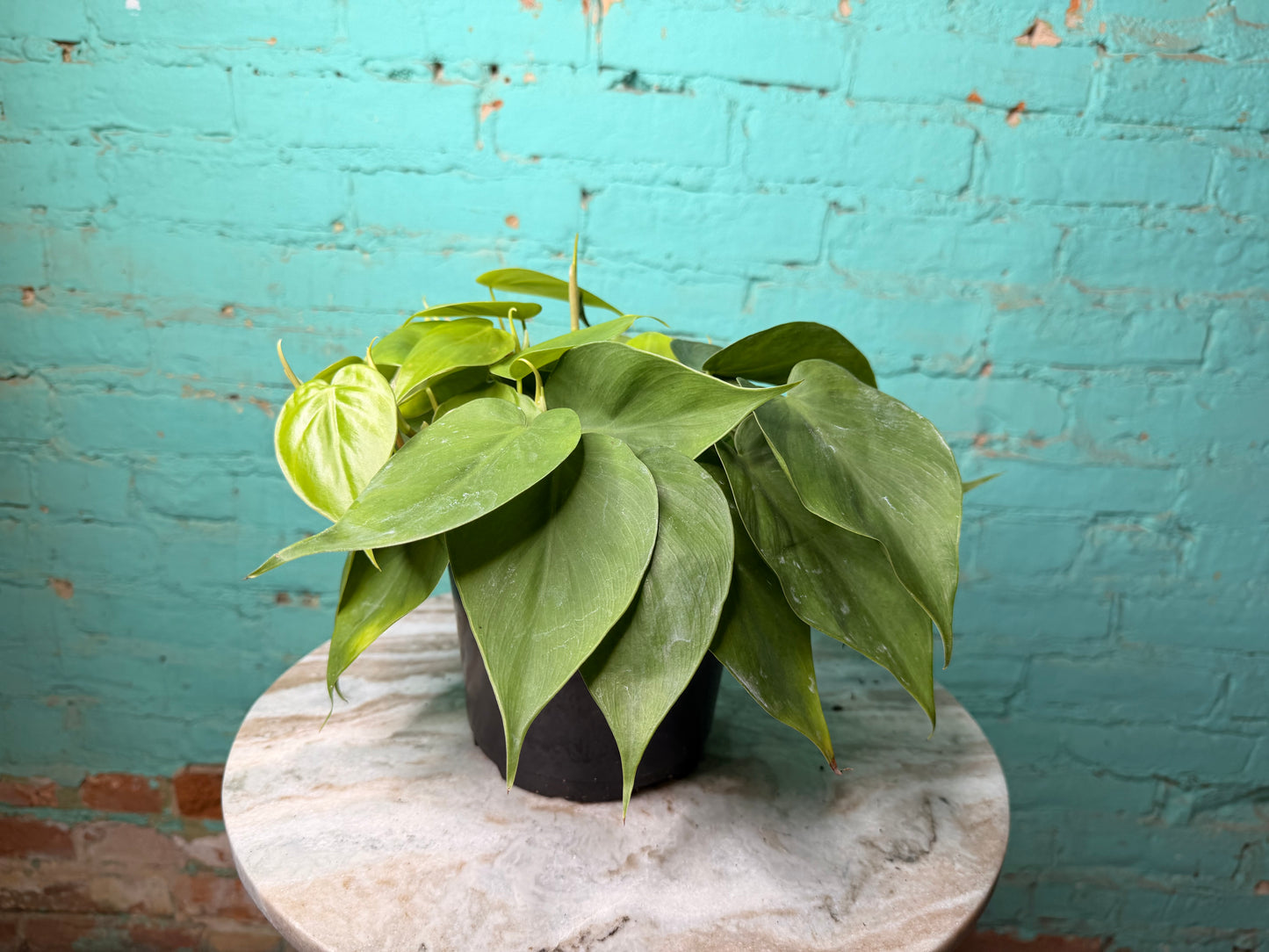 Philodendron Heart Leaf 6”