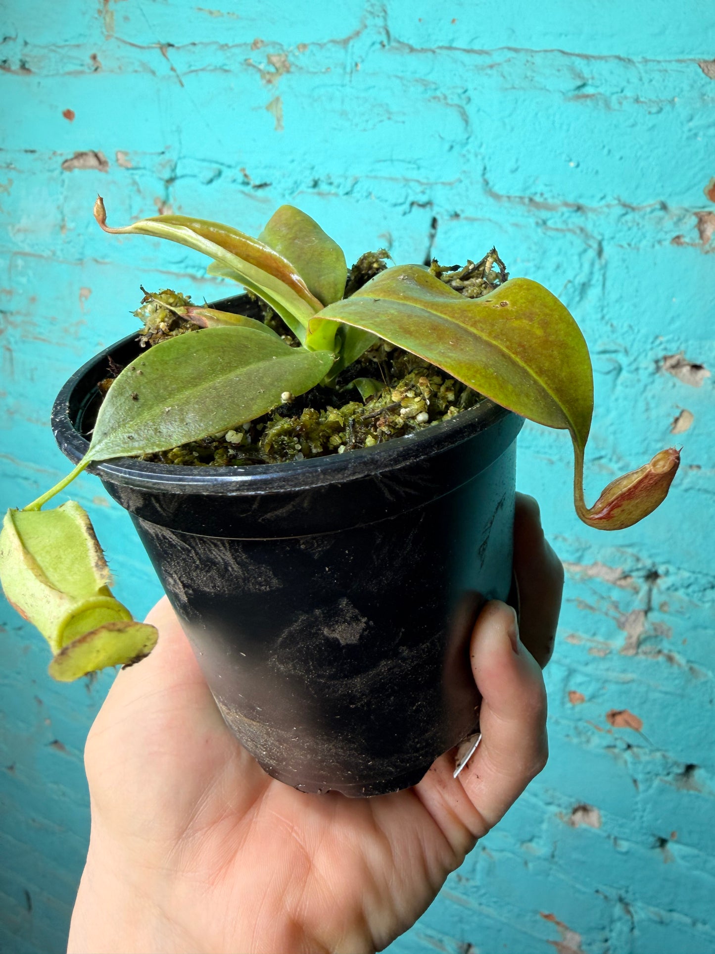 Nepenthes Pitcher Plant “Gaya” 4”