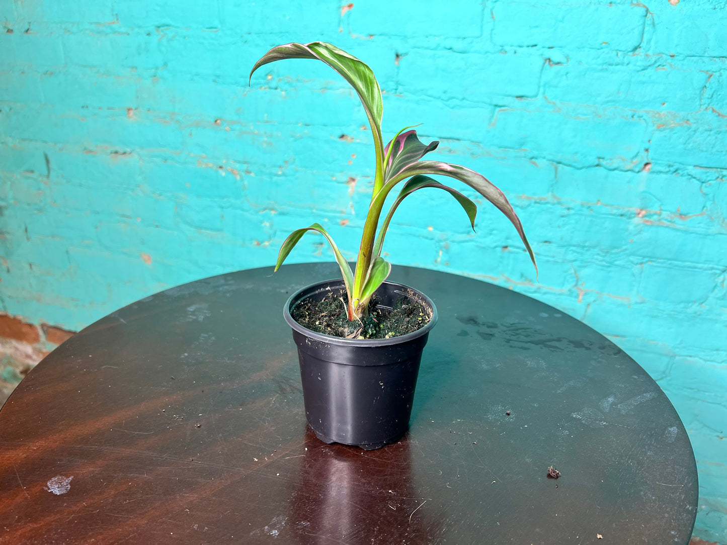 Musa Nono Pink 4”