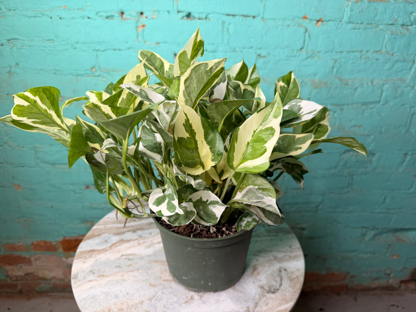 Pothos Pearls & Jade 6”
