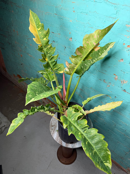 Philodendron Ring of Fire 10”