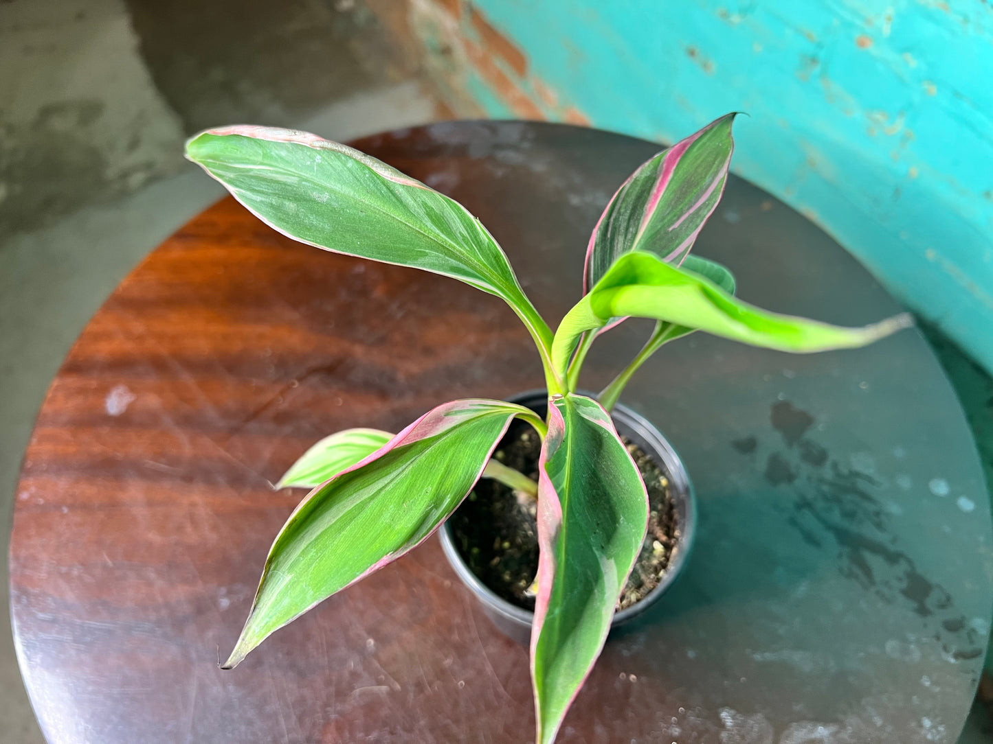 Musa Nono Pink 4”