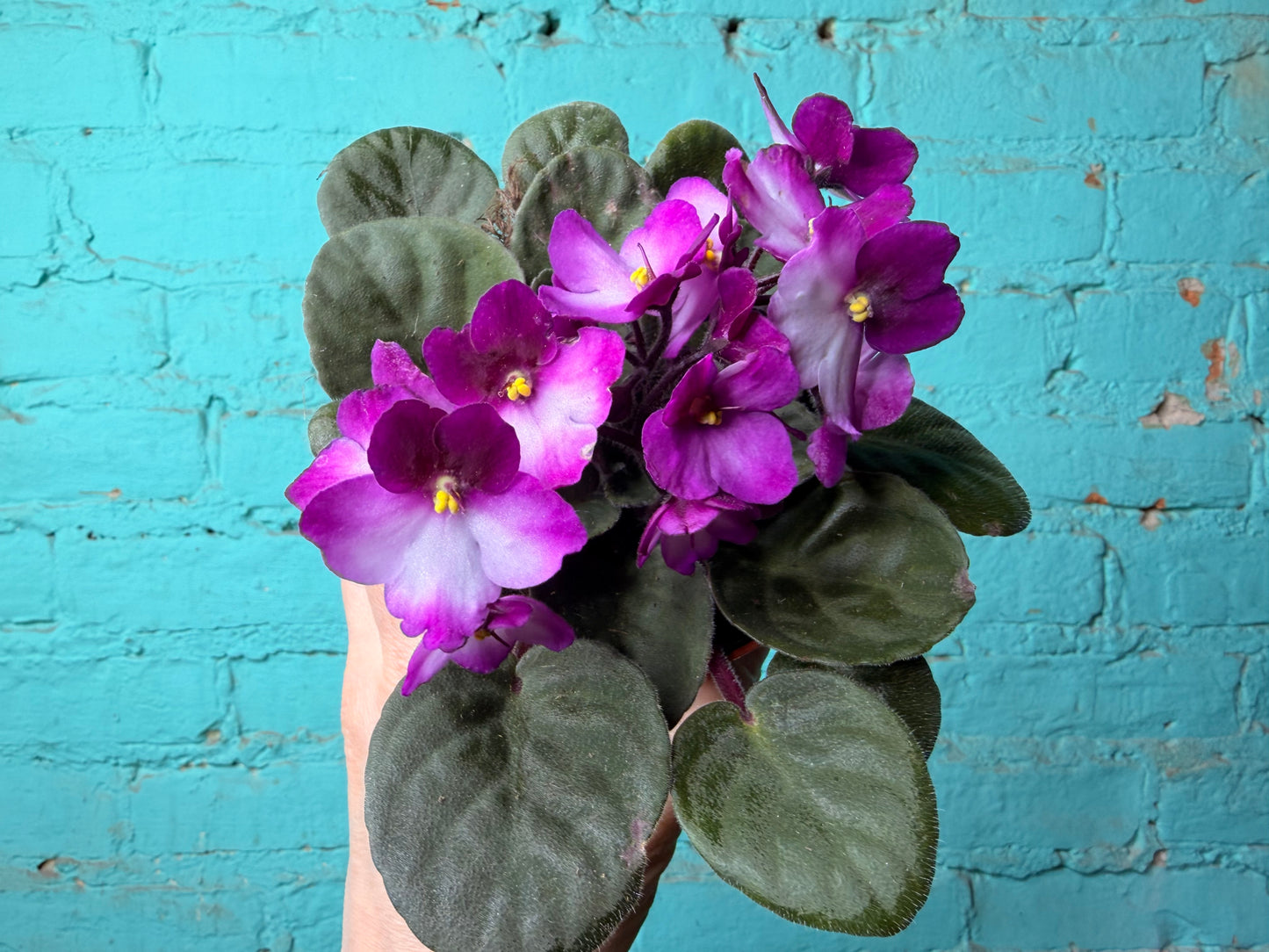 African Violet 4”