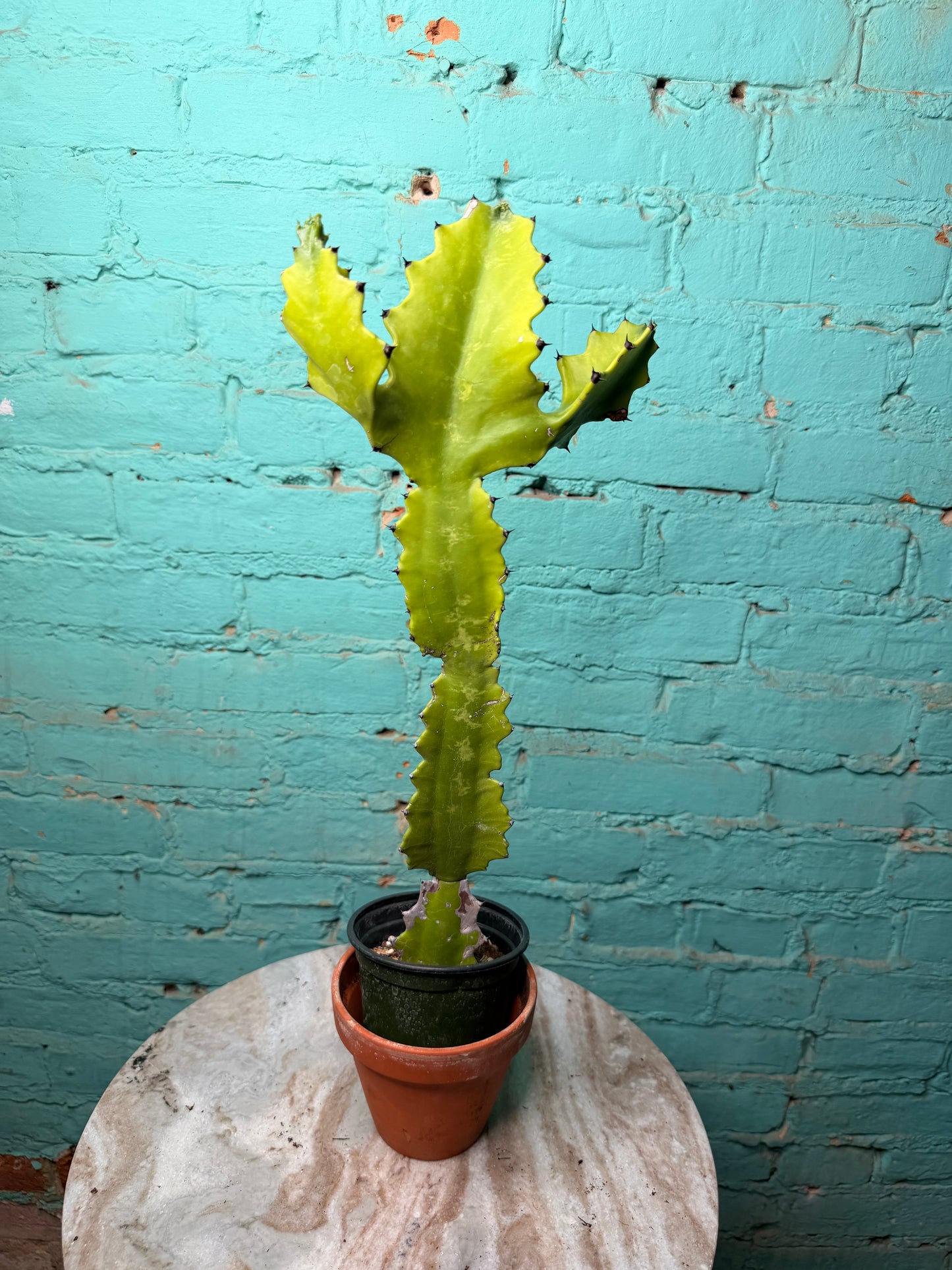 Euphorbia Trigonia “Green Dragon” 4”