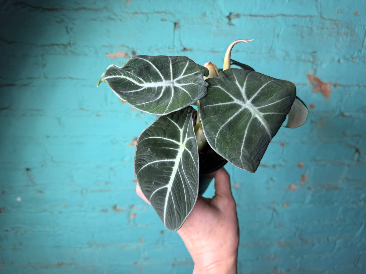 Alocasia-Black Velvet 4”