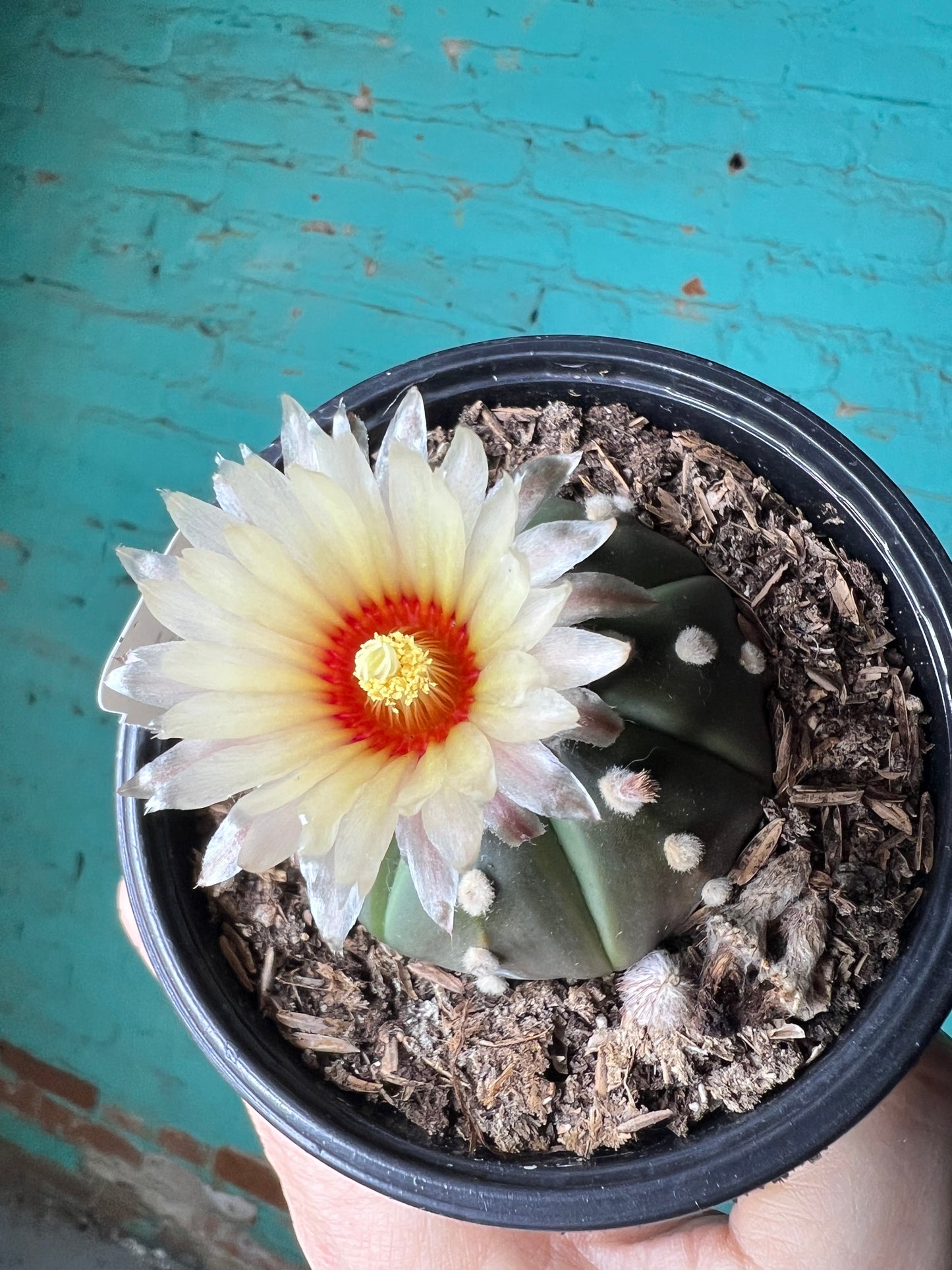 Notocactu ilhelmanian 4”