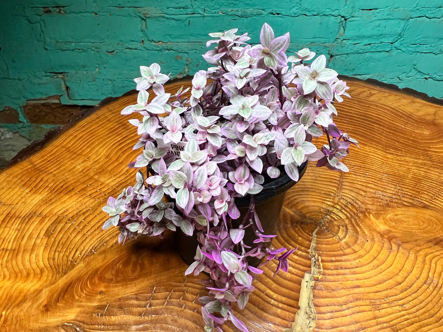 Pink Panther Bolivian Jew- Callisia