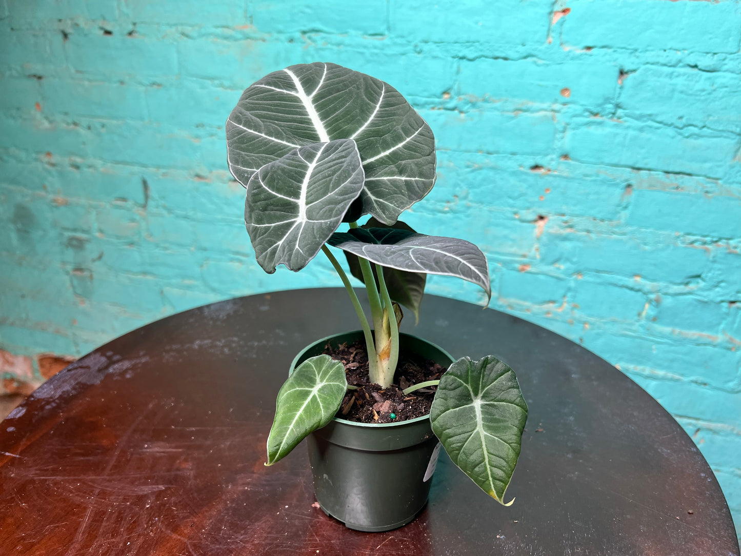 Alocasia-Black Velvet 4”