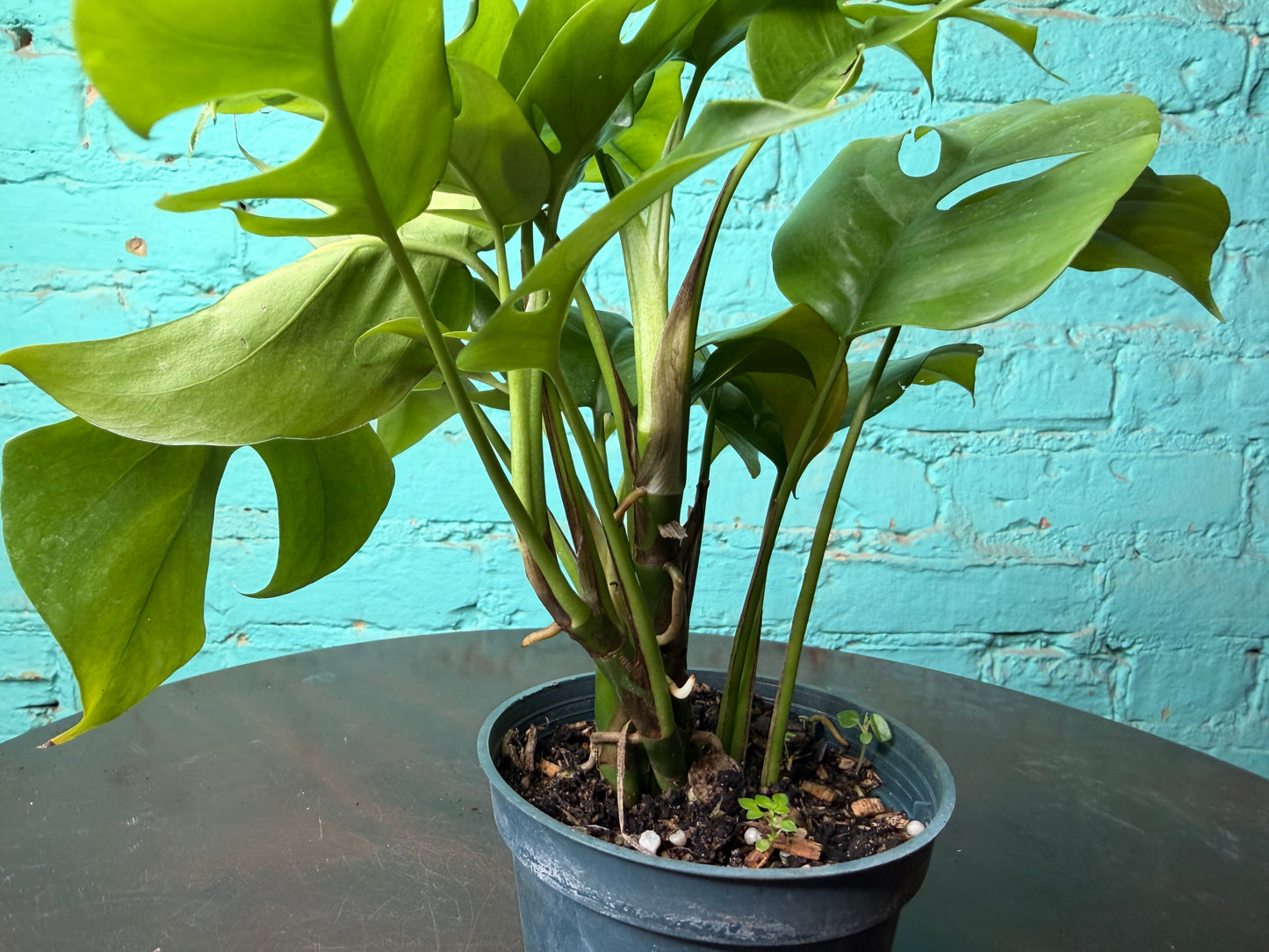 Mini Monstera- Rhaphidophora
Tetrasperma