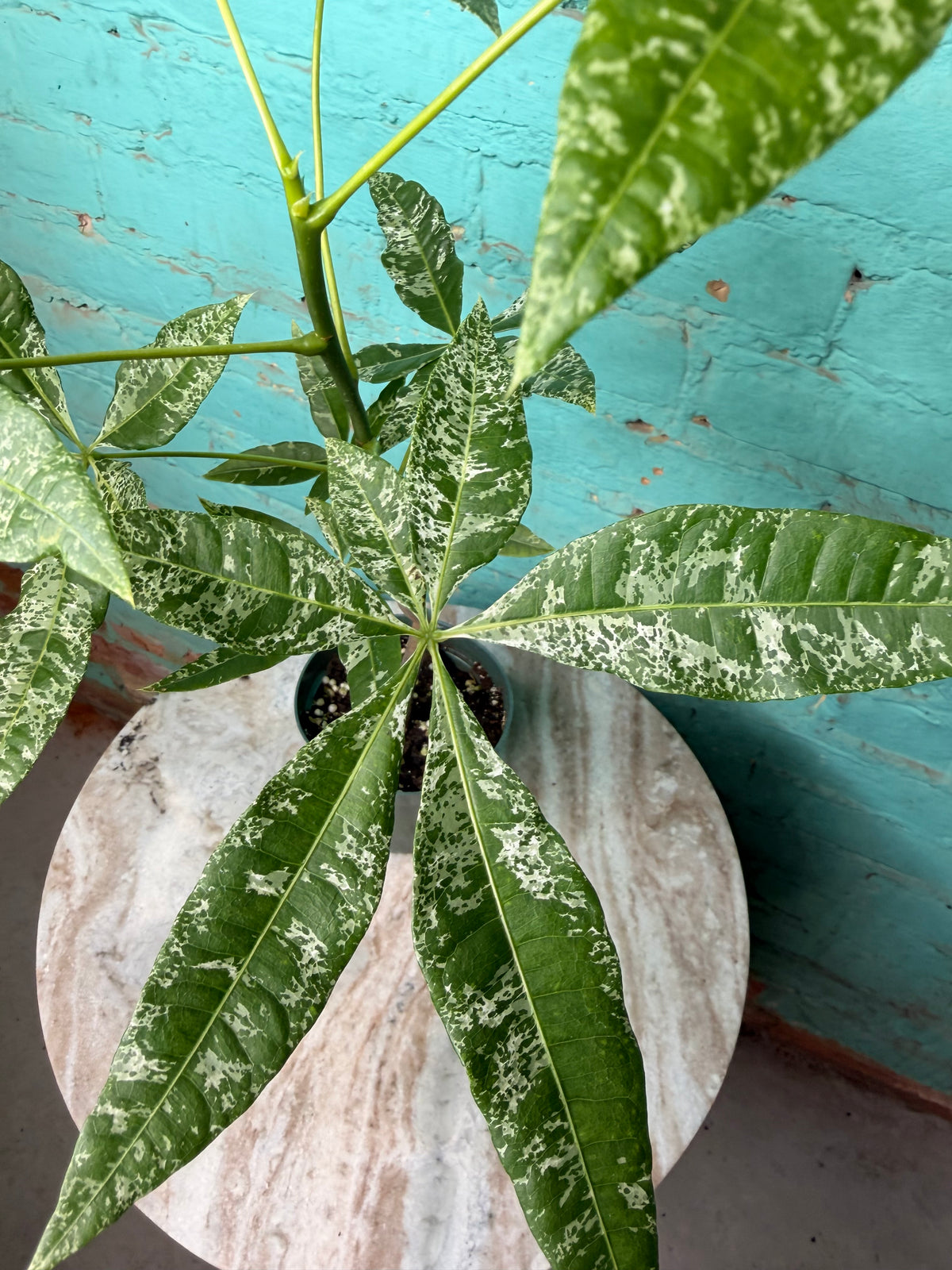 Money Tree Variegated 4”