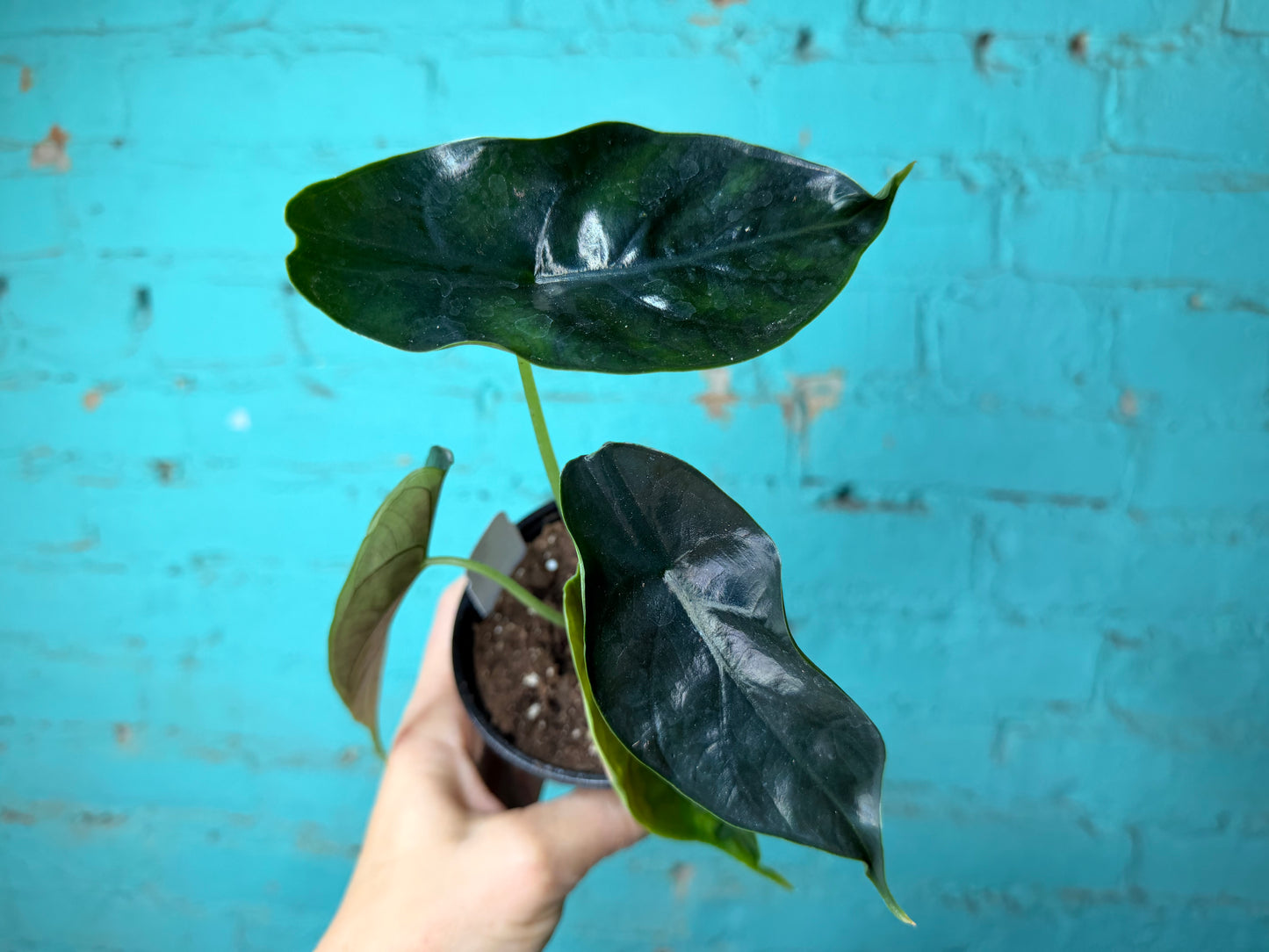 Alocasia Green Unicorn  4”
