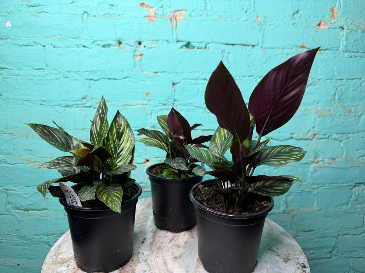 Calathea Orante 4”