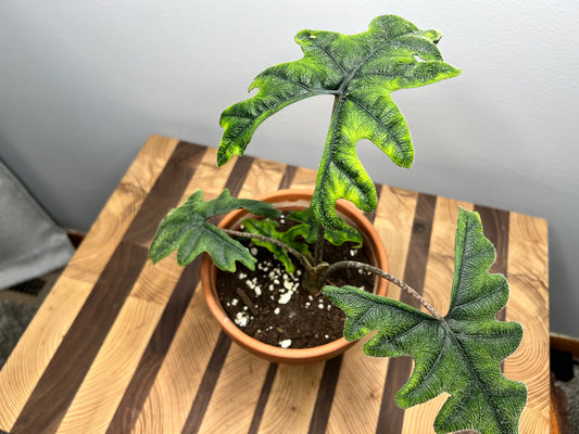 Alocasia Jacklyn -6inch clay