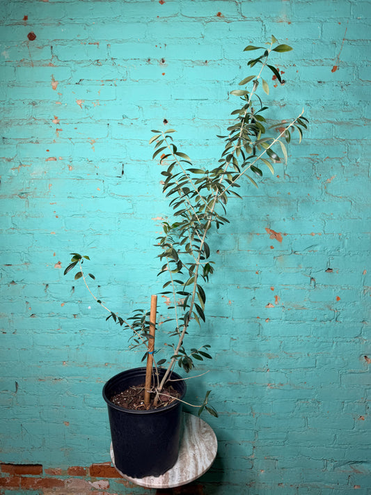 European Olive Tree 8”