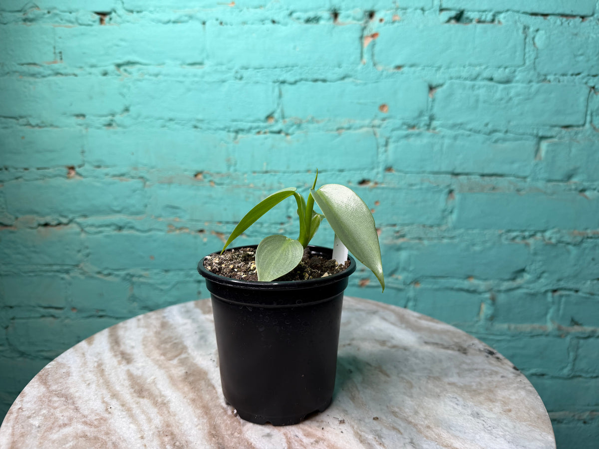 Philodendron Silver Sword 4”