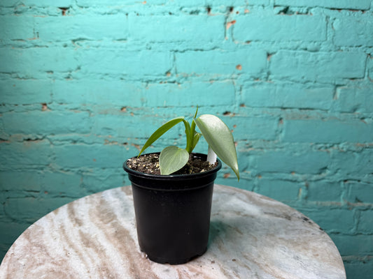 Philodendron Silver Sword 4”