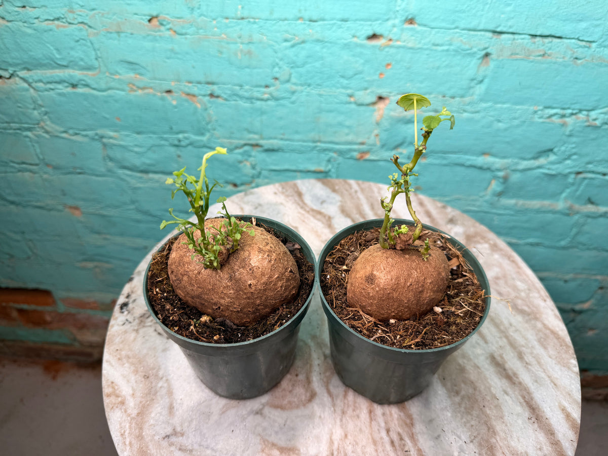 Stephania Erecta 4”