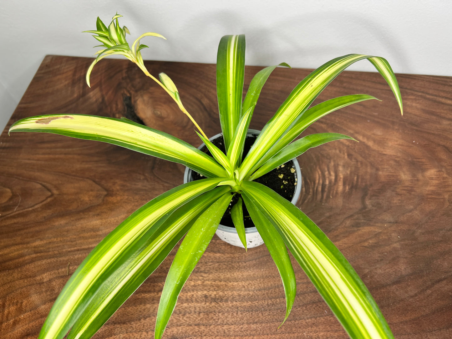 Spider Plant (Pet friendly)