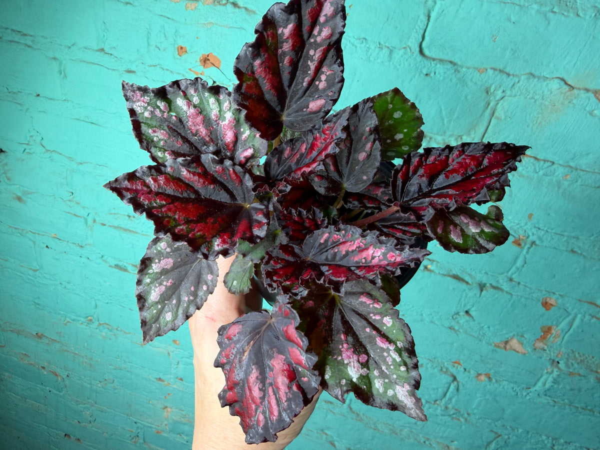 Begonia Rex  “Spirit of Madagascar ” 4”
