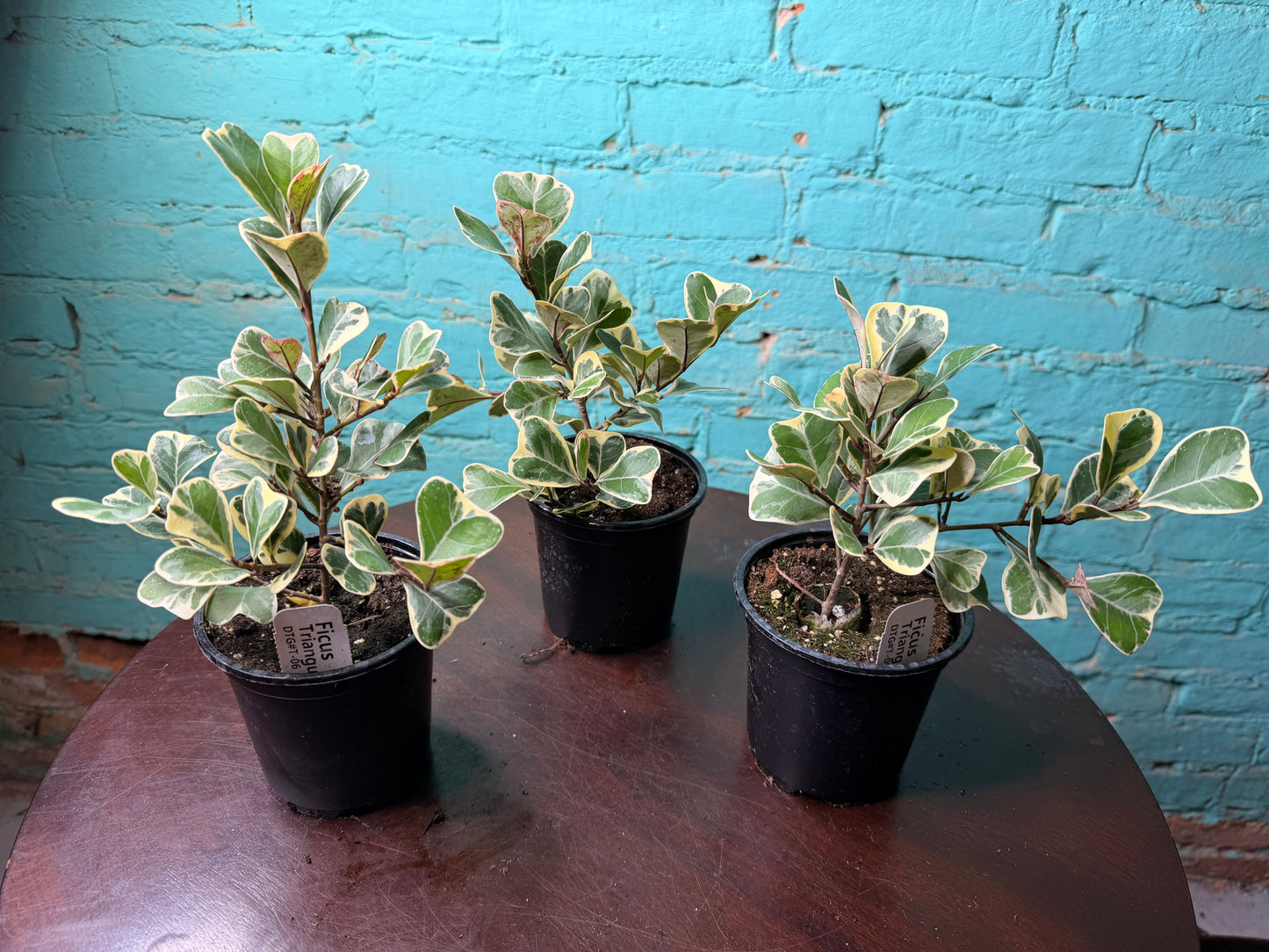 Ficus Triangularis 4”