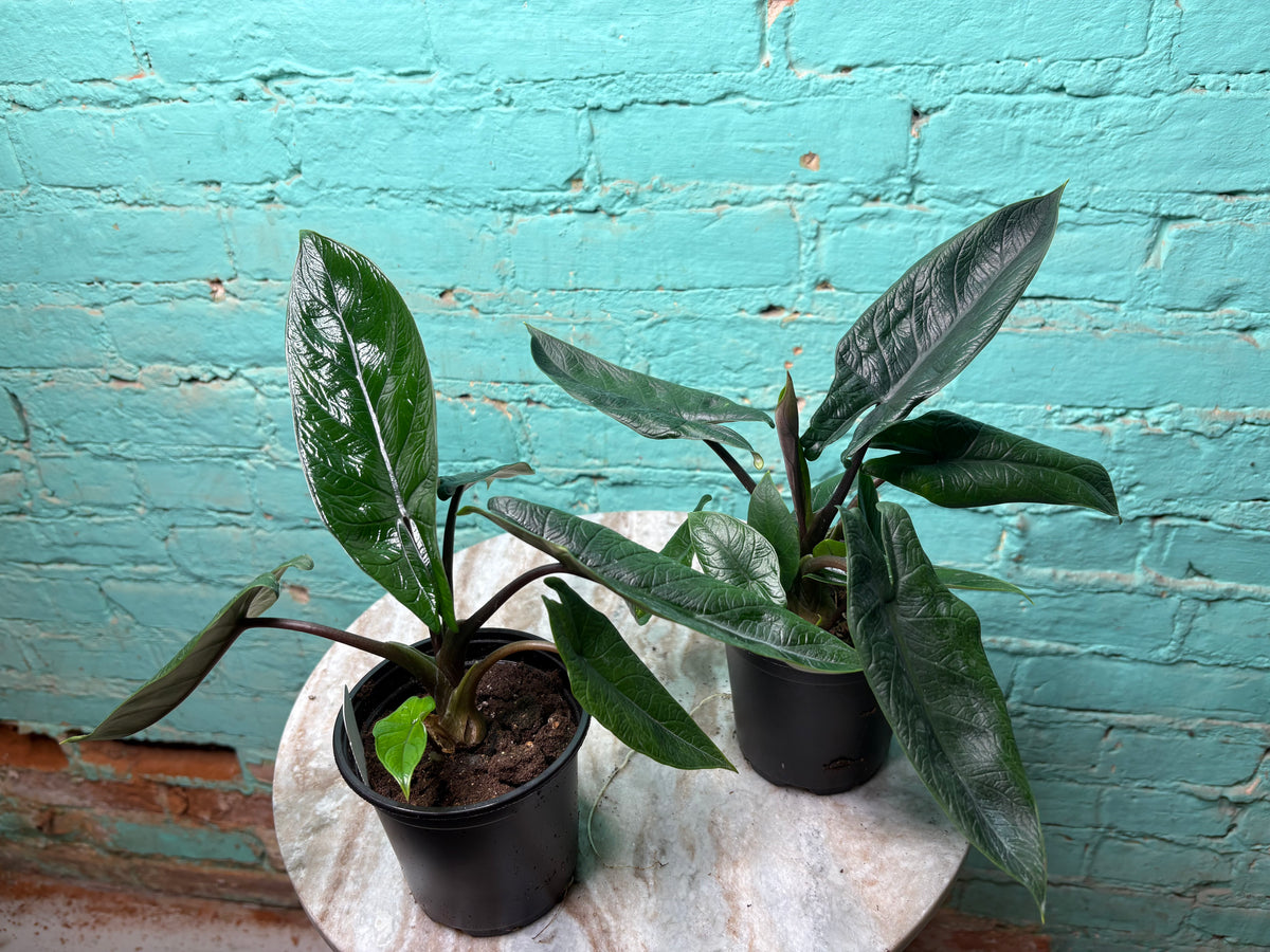 Alocasia scalprum 4”