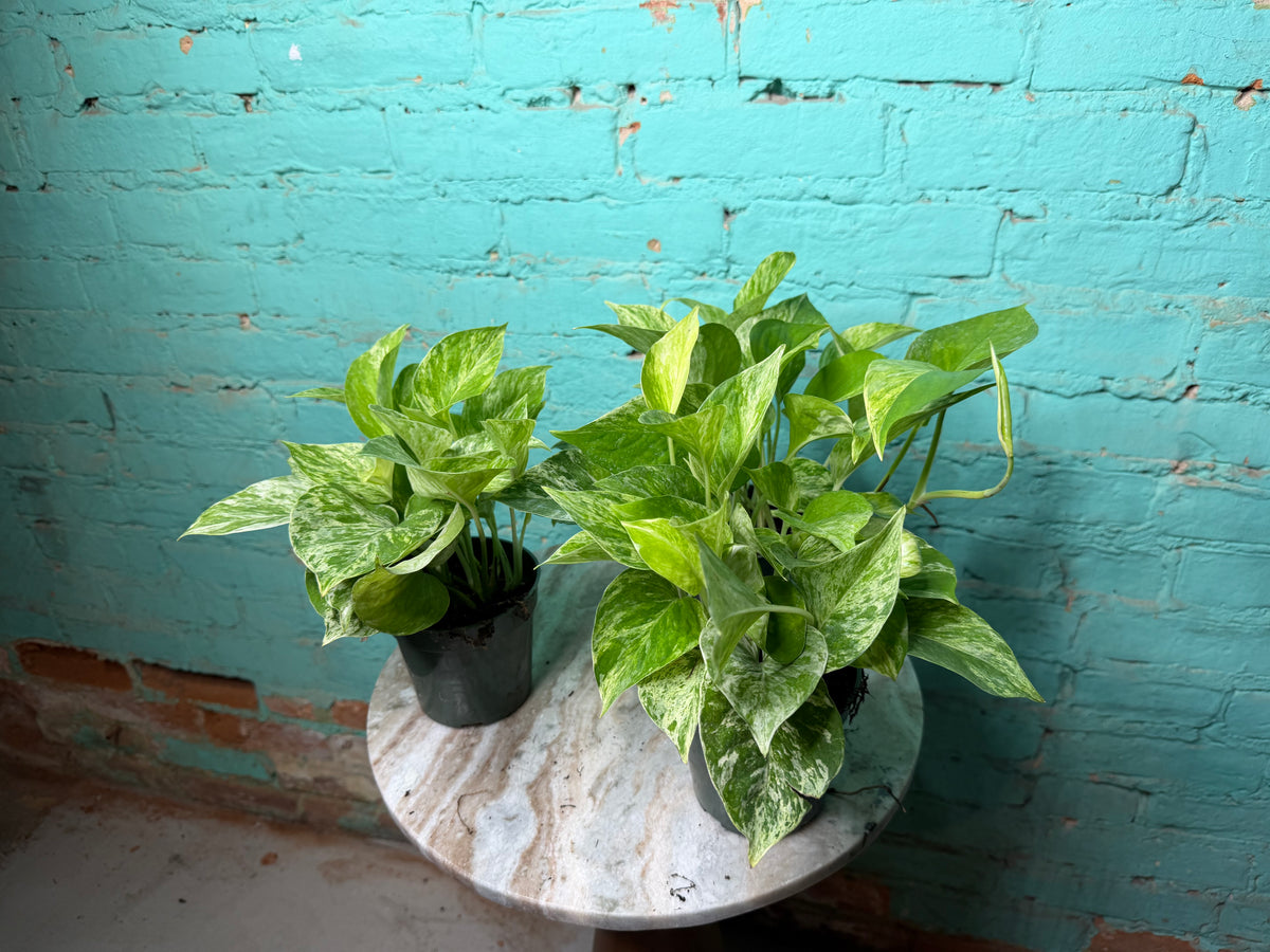 Marble Queen Pothos 4”