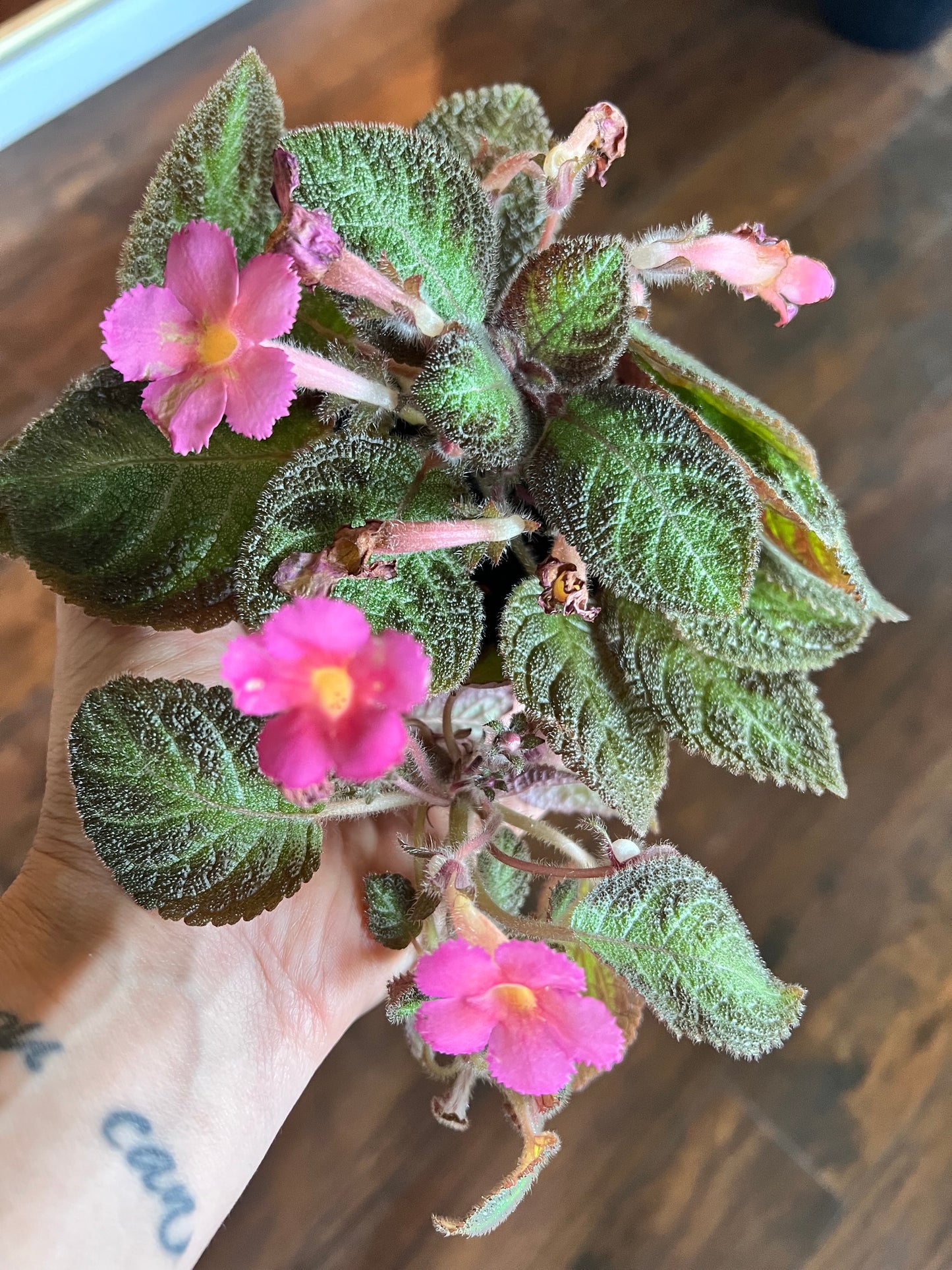 Flame Violet-Episcia cupreata