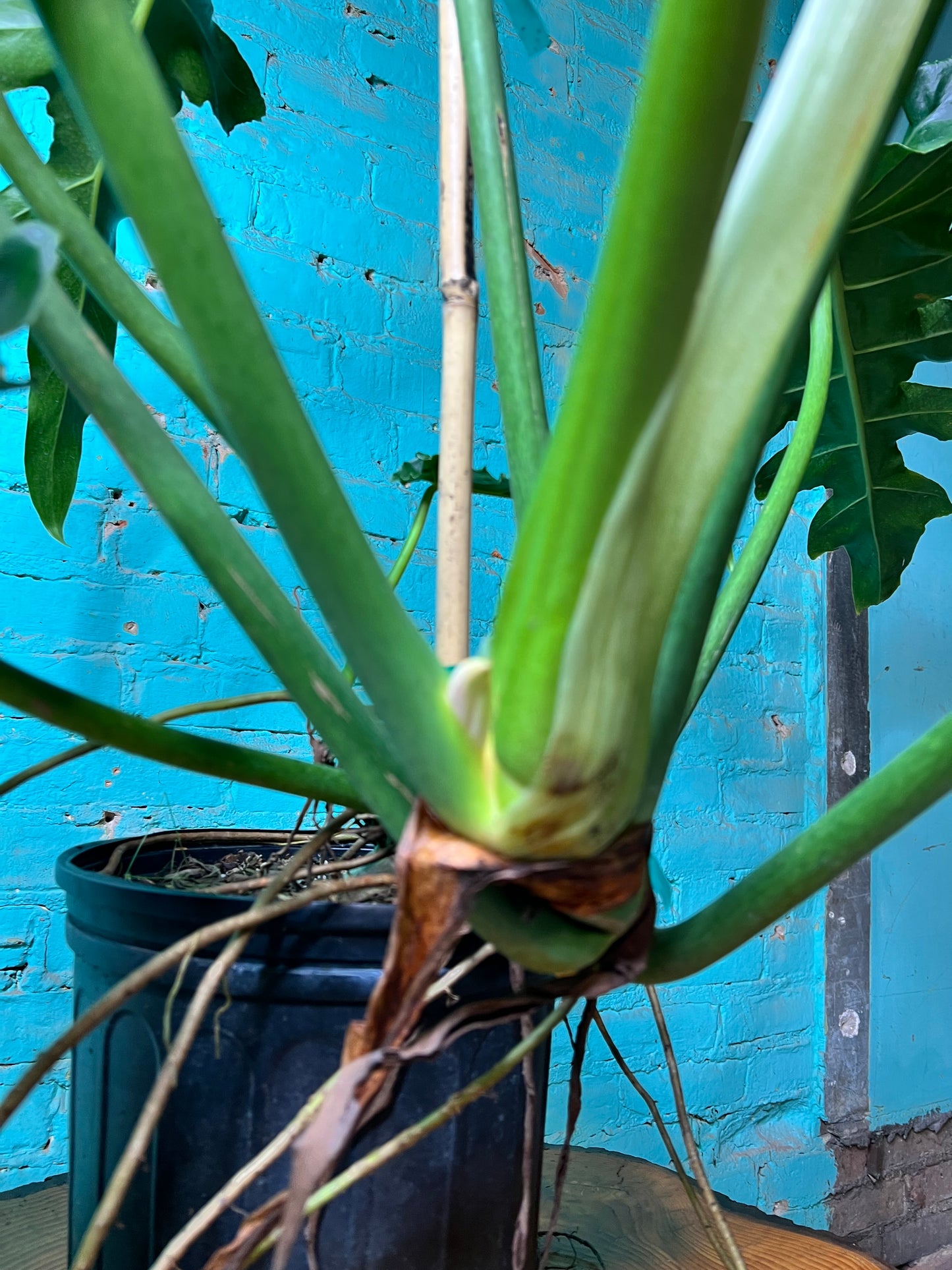 Philodendron Bob Cee 10” mature