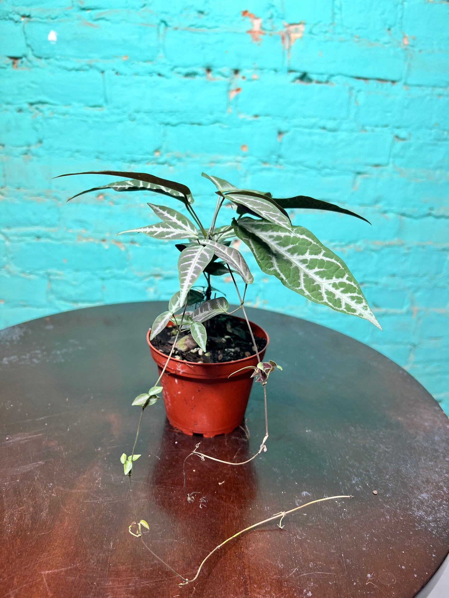 Bignonia Argyro violacea (Cross Vine) 4”