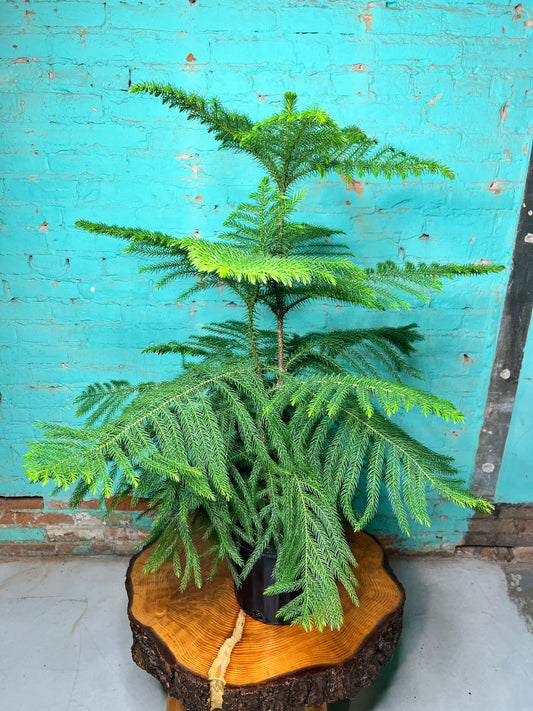 Norfolk Pine 10”