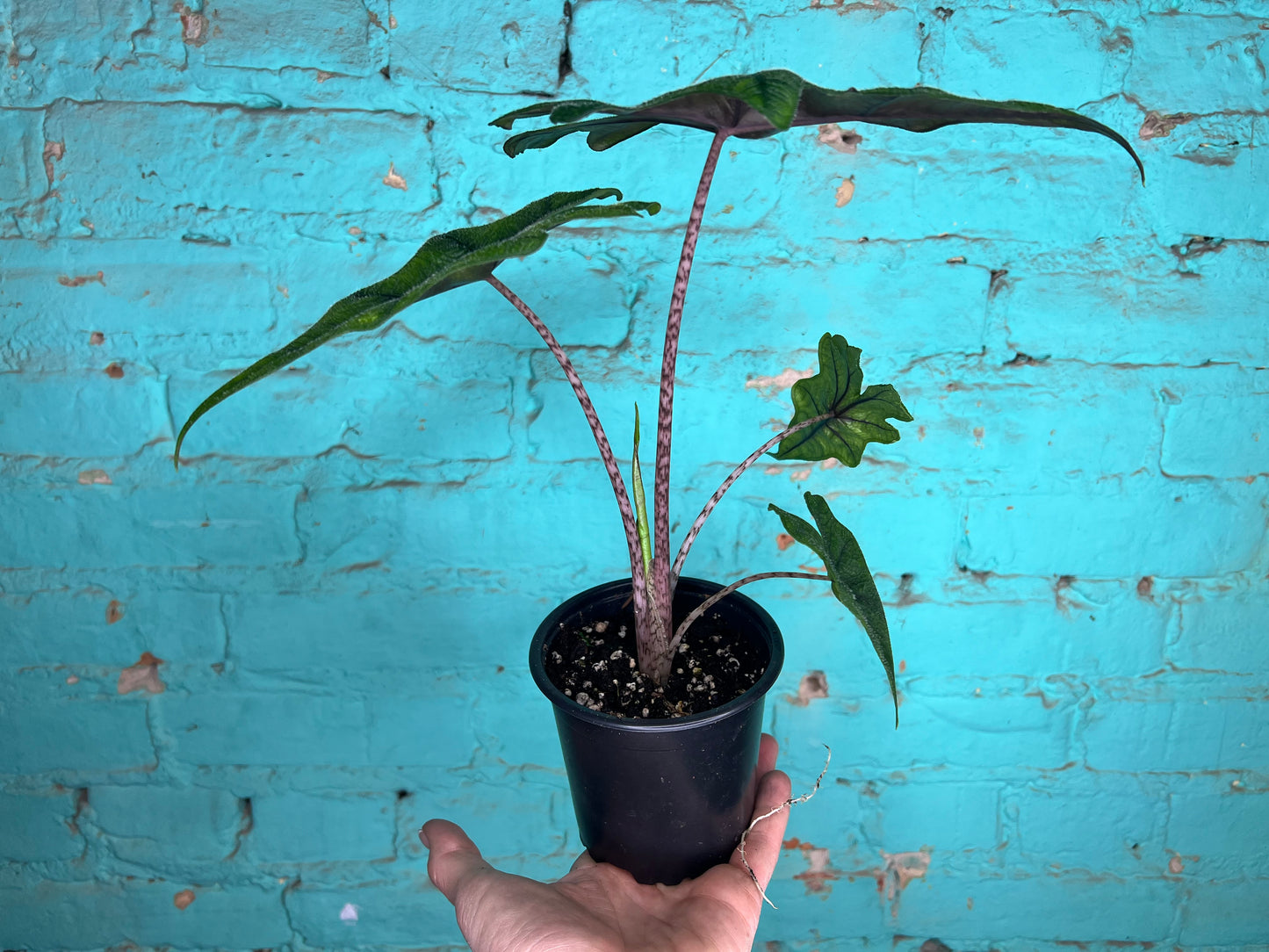 Alocasia Jacklyn 4”