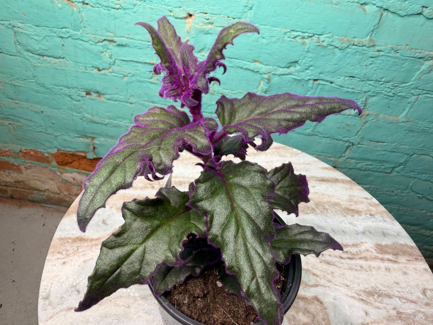 Purple Passion Plant 4”