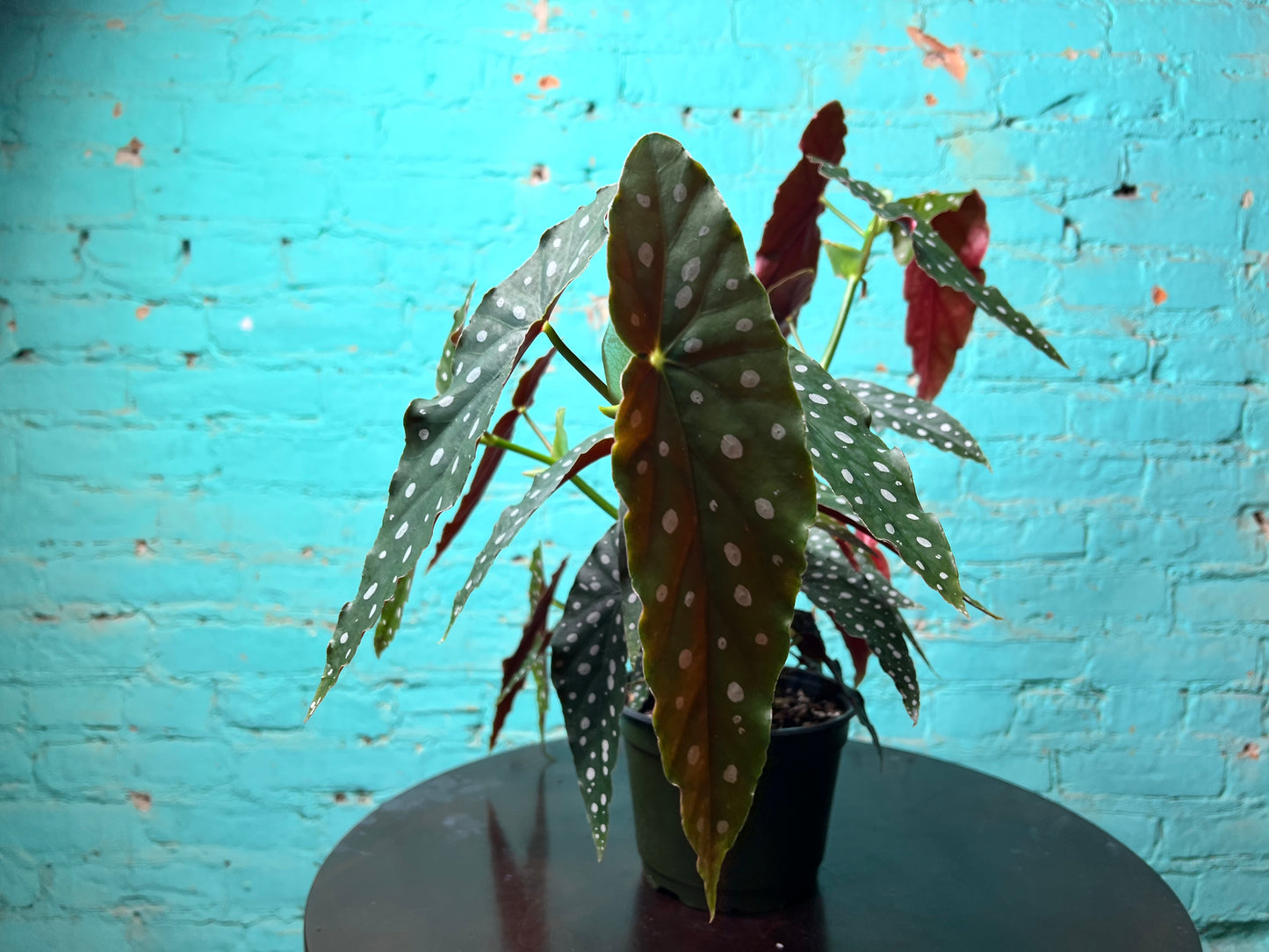 Begonia Maculata 6” Polka Dot
