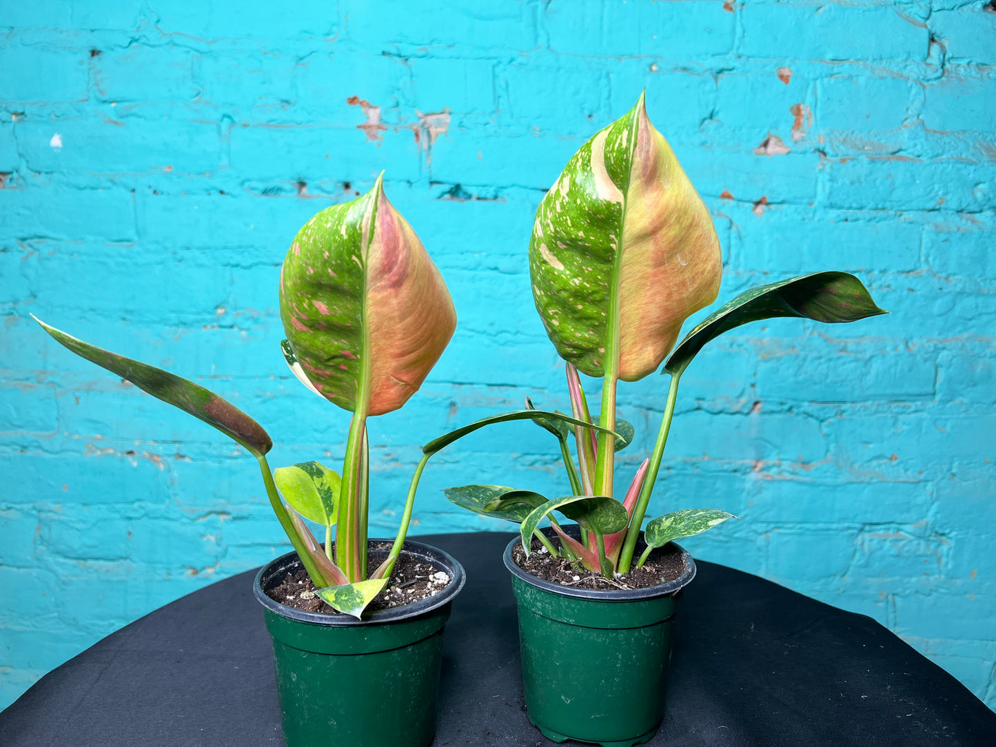 Philodendron Congo Nuclear Variegated