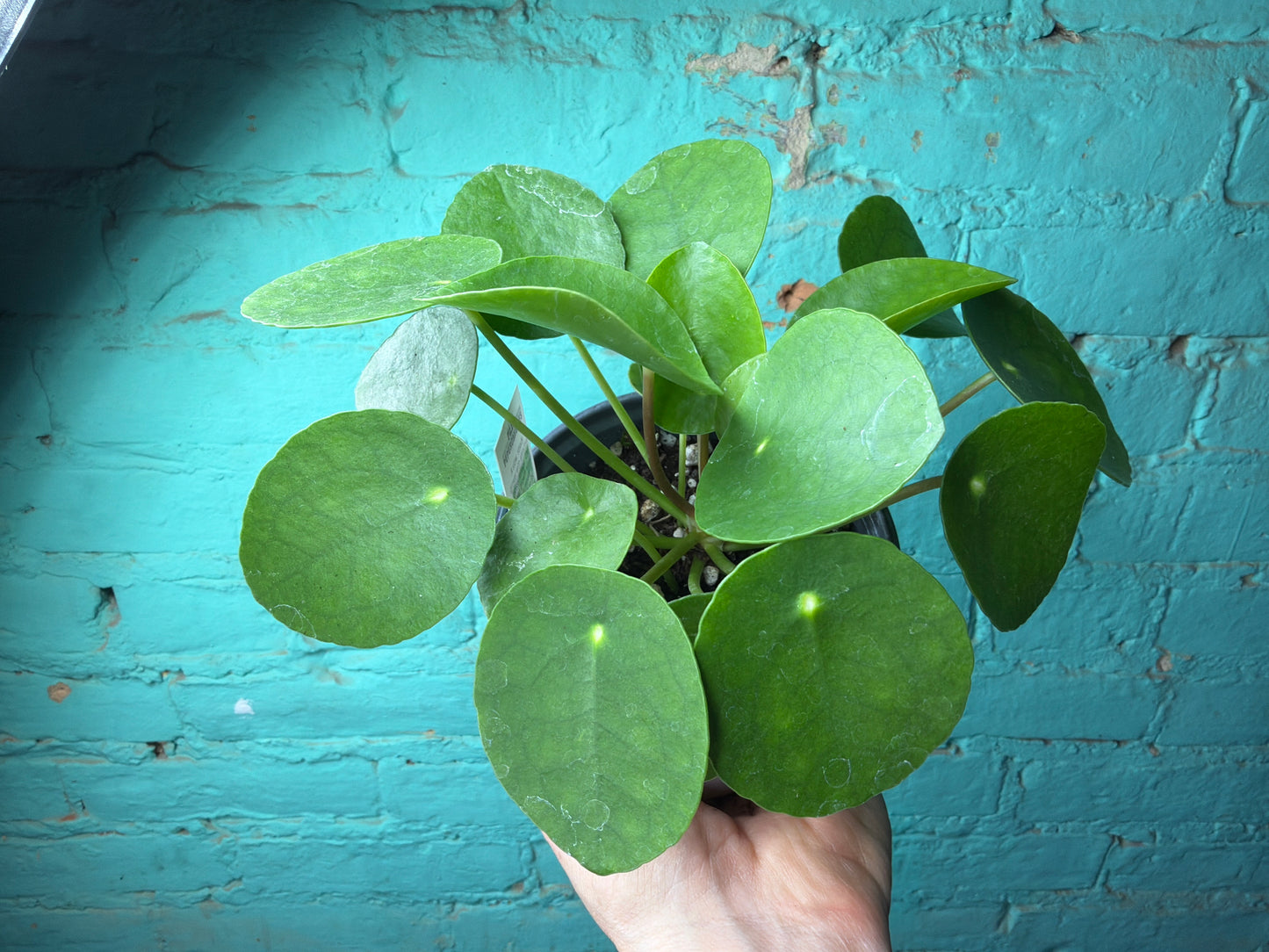 Pilea Peperomioides- Chinese Money Plant 4”