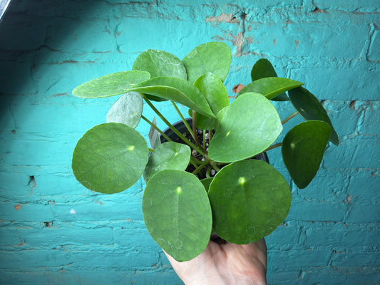 Pilea Peperomioides- Chinese Money Plant 4”