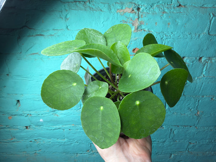All – The Rooted Plant Shop
