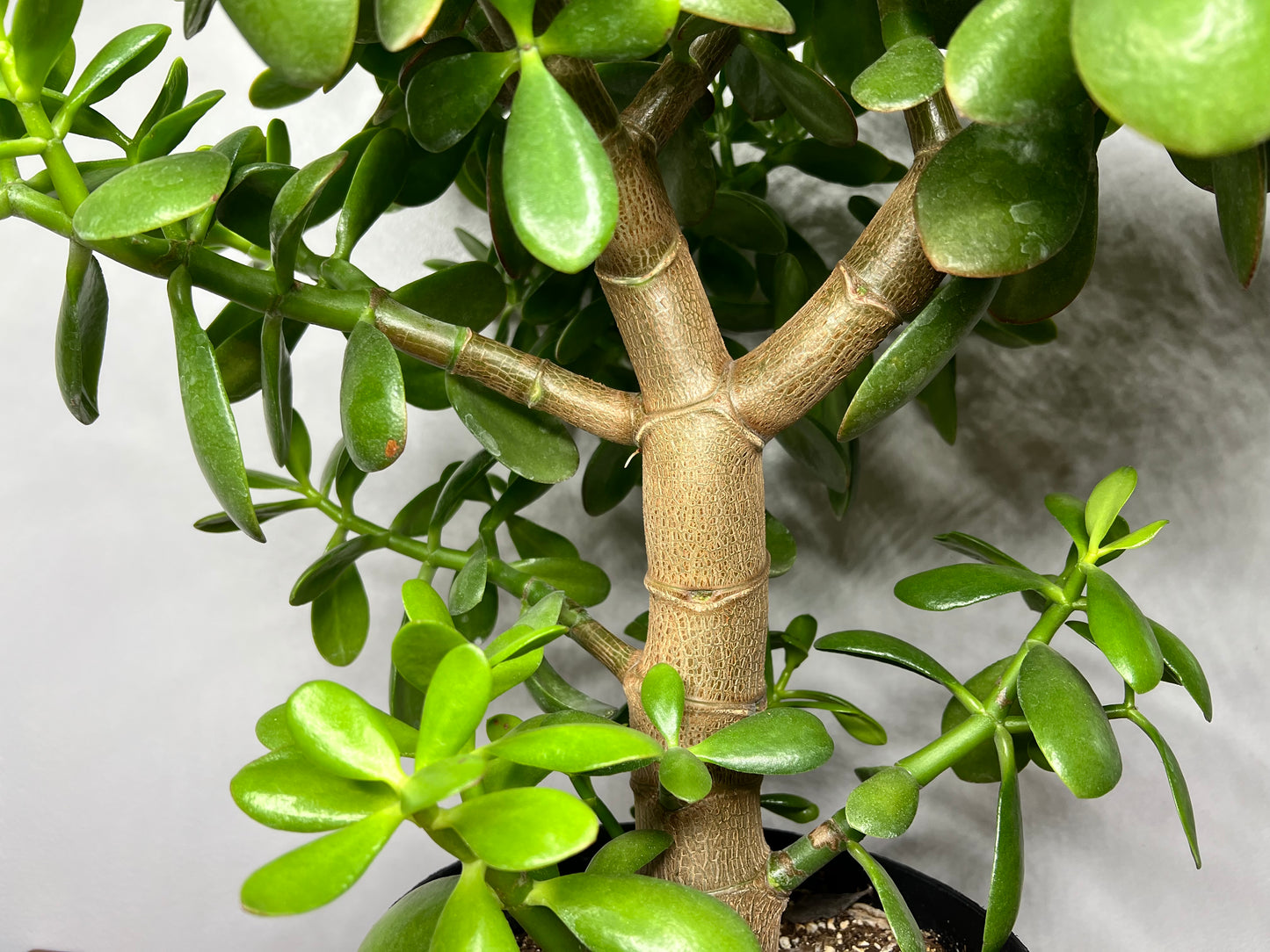 Jade tree 9” flowering -NO SHIPPING