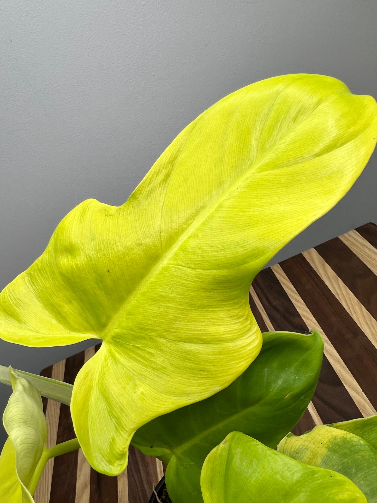 Philodendron Gold Violin4”