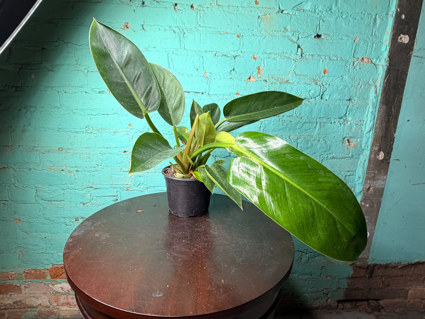 Philodendron Congo Thailand 6”