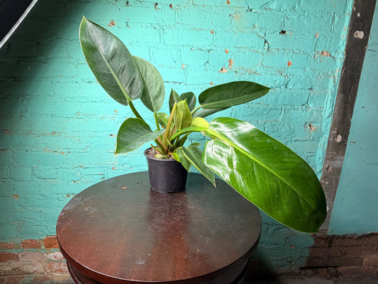 Philodendron Congo Thailand 6”