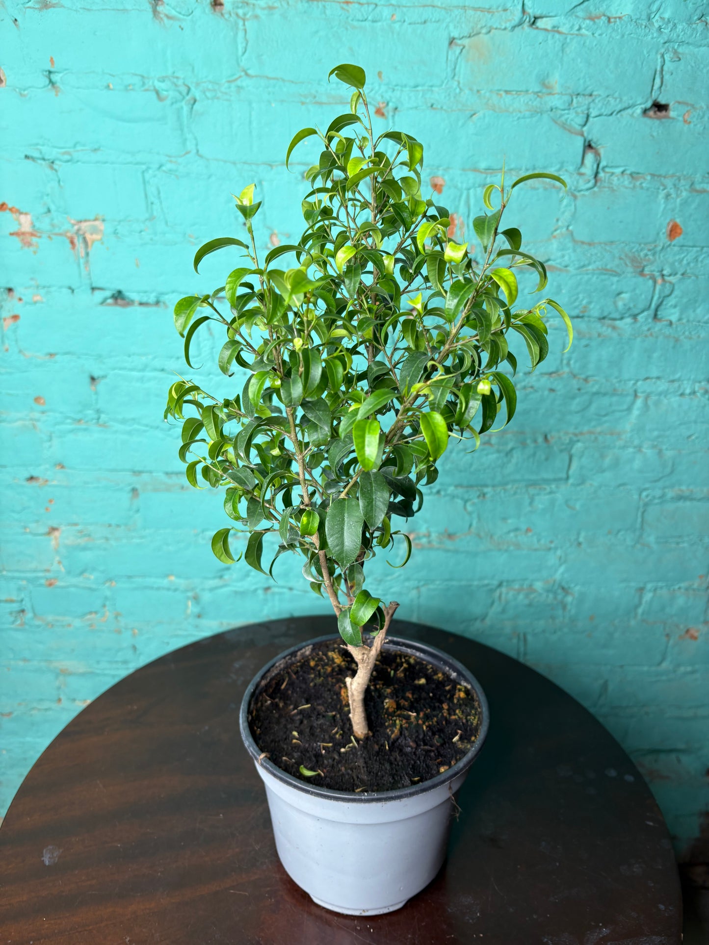 Benjamin Ficus Tree 6”