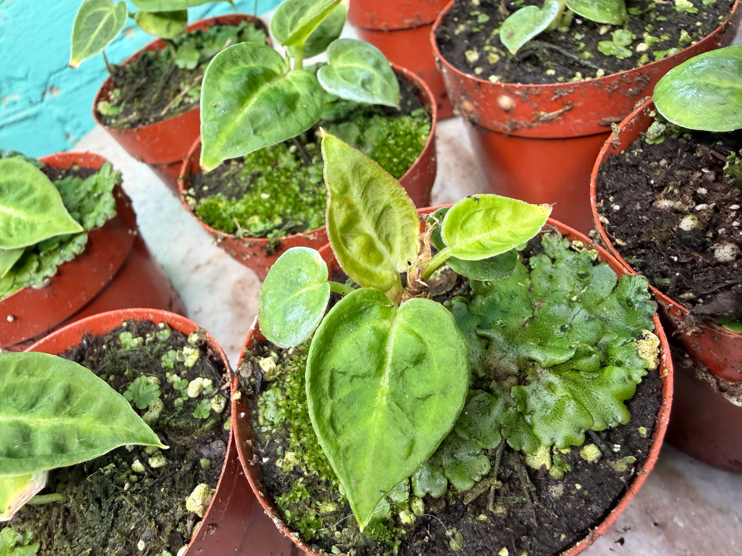 Anthurium Doryaki Vs Crystallinum 3”