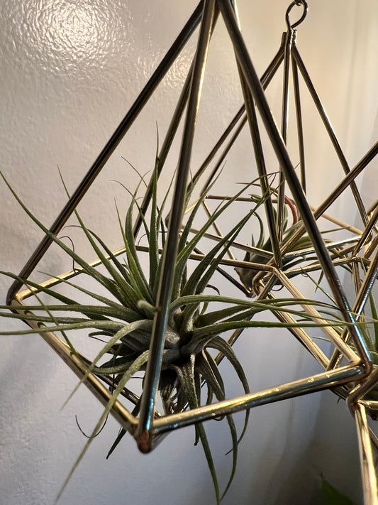 Air plant with gold holder